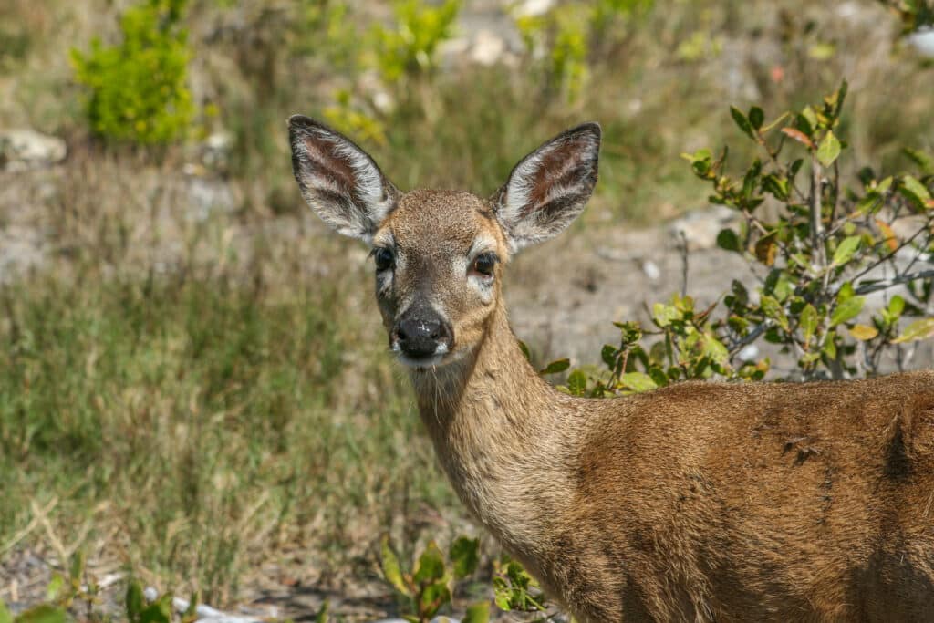 a close up of a small deer, in the Florida Keys