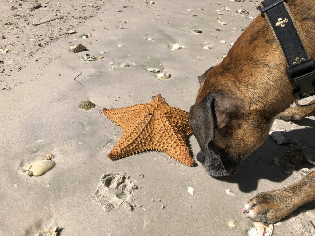 A brown dog sniffing an orange starfish on the beach